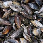 Natural mussel shells