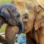 Young elephants are especially vulnerable to EEHV