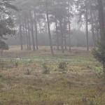 A somewhat foggy autumn morning in the Hoge Veluwe National Park in Gelderland. 15 November 2024