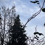 Wind sweeps the leaves off bushes and trees on a cool day in Amsterdam. 26 Nov. 2024