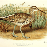 Numenius tenuirostris is now officially extinct for 29 years