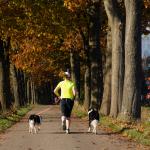 A woman running with two dogs between trees on a country road