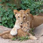 A mother with her cub