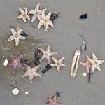 Weather conditions and activity at sea can see hundreds, if not thousands of starfish and other sea creatures wash ashore at the North Sea coast. Photo taken in Noordwijk. 9 Feb. 2017
