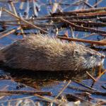 A young muskrat sits still in shallow water