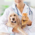 Veterinarian with a cat and a dog.