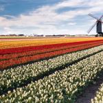 Windmill on a field of tulips