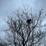 Gusty winds passed through Amsterdam ahead of a weather alert. 6 January 2025