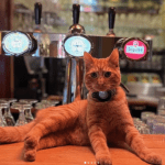 Sambal lies on the bar of Cafe Fonteyn