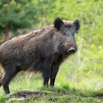 A wild boar in the forest