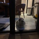 A grey seal found napping in a hotel room at the Pier 7 Strandpaviljoen in Vlissingen, 4 February 2025