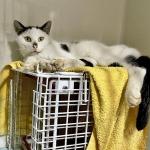 Wonder, a cat who survived 4 weeks in a container with no food, water, or light en route from Moerdijk to Curacao. February 2025