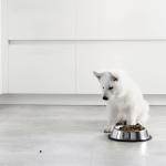 A dog with its bowl.