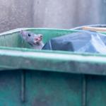 A brown rat in a green bin