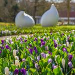 Crocuses blooming in the Keukenhof in Lisse, 18 March 2025