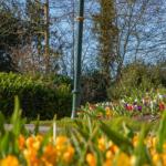 Flowers blooming in the Keukenhof in Lisse, 18 March 2025