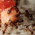 Group of ants on piece of food