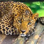 Leopard.