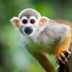 Squirrel monkey