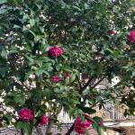 Spring flowers in Amsterdam, March 2025