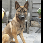German Shepherd Odin died from cocaine poisoning.