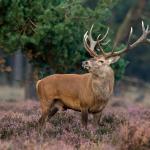 A red deer.