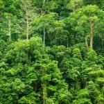 Tropical rainforest in Malaysia.