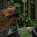 Backyard chickens