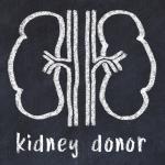 Chalk drawing of human kidneys and medical term kidney donor. Concept of learning medicine