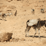 A line of donkeys working near the tenple of Luxor in Egypt