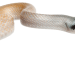 Beauty Rat Snake in front of white background