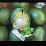 Customs seize 633 kilograms of cocaine hidden in fake avocados at the Port of Rotterdam, April 21, 2025.