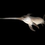 Swordfish, Xiphias gladius Linnaeus