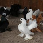 Privately kept pigeons