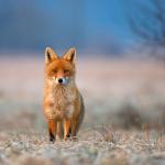 A fox