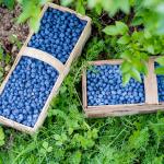 Blueberries plant with fruits, organic plantation of blueberries
