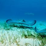A group of stingrays swimming in the ocean