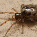 Enoplognatha mandibularis spider