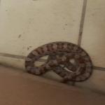 1.2 meter-long rat snake found in a Lelystad home, 20 June 2025