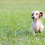 A dachshund in the grass