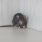 A mouse inside a house