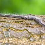 Oak processionary caterpillar