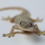A gecko