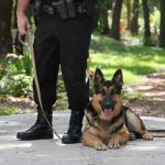  A police officer with a service dog.
