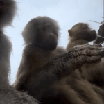 Hamadryas baboons record videos with a visitor's phone at Wildlands Zoo in Emmen, 29 May 2025