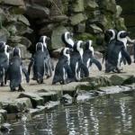 African penguins at Beekse Bergen in Hilvarenbeek