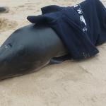 Porpoise calf found between Bergen and Egmond aan Zee, 6 July 2025