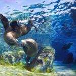 California sea lions