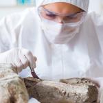 A paleontologist working in a lab,