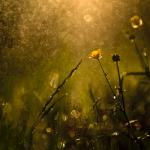 Wildflowers after the rain
